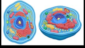 Dzīves pamatelementi: atklāta uztura bioķīmija