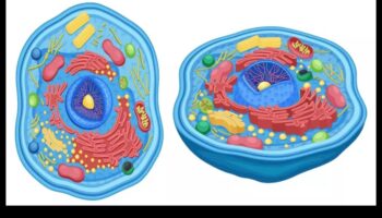 Dzīves pamatelementi: atklāta uztura bioķīmija
