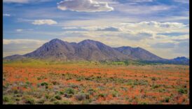 Daba krāsās: Floras un faunas skaistuma tveršana ar zīmuli