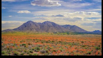 Daba krāsās: Floras un faunas skaistuma tveršana ar zīmuli