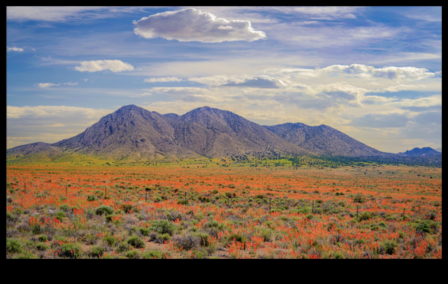Daba krāsās: Floras un faunas skaistuma tveršana ar zīmuli